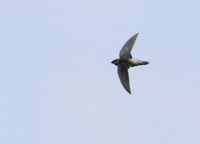 Gray-rumped Swift (Chaetura cinereiventris) photo