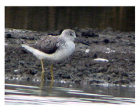 Nordmann's Greenshank - Tringa guttifer