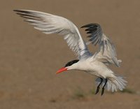 Caspian Tern - Sterna caspia