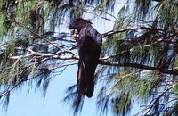 Red-tailed Black-Cockatoo - Calyptorhynchus banksii