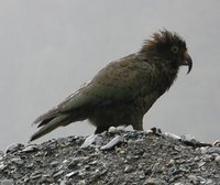 Kea - Nestor notabilis