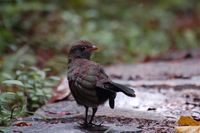 Red-fronted Coua - Coua reynaudii