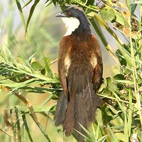 Coppery-tailed Coucal - Centropus cupreicaudus
