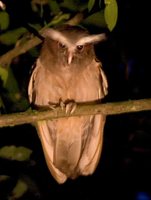 Crested Owl - Lophostrix cristata