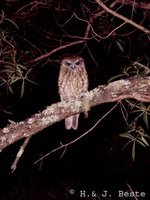 Southern Boobook - Ninox boobook