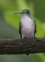 Andean Emerald - Agyrtria franciae