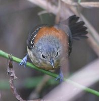 Black-hooded Antwren - Formicivora erythronotos