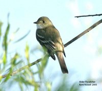 Alder Flycatcher - Empidonax alnorum
