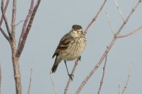 Spectacled Tyrant - Hymenops perspicillatus