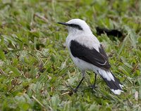 Masked Water-Tyrant - Fluvicola nengeta