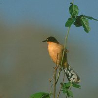 Black-capped Donacobius - Donacobius atricapilla