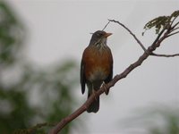 Rufous-backed Robin - Turdus rufopalliatus