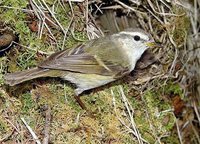 Greenish Warbler - Phylloscopus trochiloides