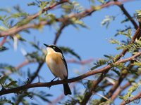Pririt Batis - Batis pririt
