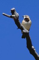 Crested Bellbird - Oreoica gutturalis