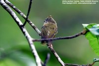 White-bellied Yuhina - Yuhina zantholeuca