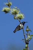 White-breasted Sunbird - Cinnyris talatala