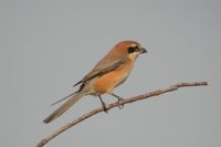 Bull-headed Shrike - Lanius bucephalus