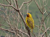 Cape Weaver - Ploceus capensis