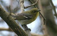 Yellow-throated Vireo - Vireo flavifrons