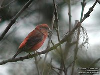 Red Crossbill - Loxia curvirostra