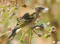 Cape Canary - Serinus canicollis