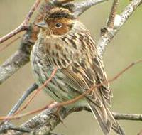 Little Bunting - Emberiza pusilla