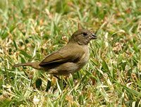 Black-faced Grassquit - Tiaris bicolor