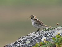 Lapland Longspur - Calcarius lapponicus