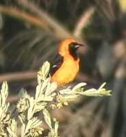 Hooded Oriole - Icterus cucullatus