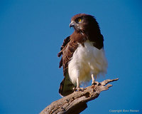 Black-chested Snake Eagle