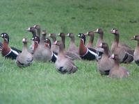 Red-breasted Goose