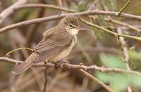 Basra Reed Warbler