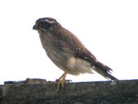 Spot-winged Falconet (Nick Athanas)