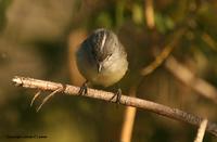 *NEW* White-crested Tyrannulet ('subcristata'?)