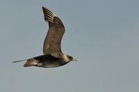 Pomarine Jaeger