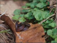 One of three different snakes from forests in the Nature Reserve.