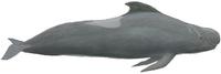 Indischer Grindwal (Globicephala macrorhynchus), Short-finned pilot whale