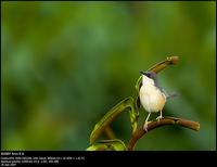 Ashy prinia Flickr