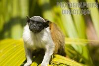 Photo of a Pied Tamarin , Saguinus Bicolor stock photo