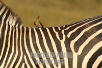 Red Billed Oxpecker on a zebra stock photo