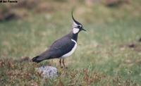 Northern Lapwing