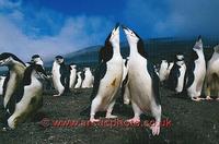 ...FT0132-00: Pair of Chinstrap Penguins display at the nest on Saunders Is. S. Sandwich Islands. S