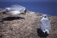 세가락갈매기 Black-Legged Kittiwake Larus tridactyla