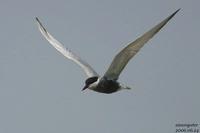 구레나룻제비갈매기(Sterna hybrida)  (Whiskered Tern)