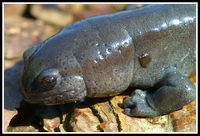 : Ambystoma texanum; Small-mouthed Salamder