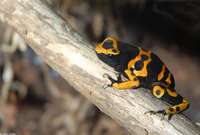 : Dendrobates leucomelas; Yellow-headed Poison Frog