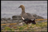 : Choephaga picta ssp. leucoptera; Upland Goose