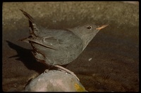 : Cinclus mexicanus; American Dipper