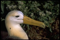 : Diomedea irrorata; Waved Albatross